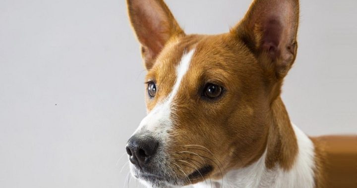 Basenji Dog Breed Information And Personality