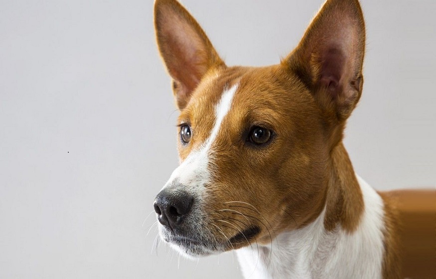 Basenji Dog Breed Information And Personality