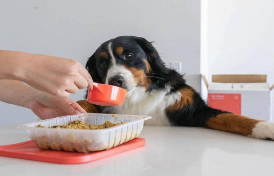 Why Should You Be Considering Lamb Dog Food For Your Pet