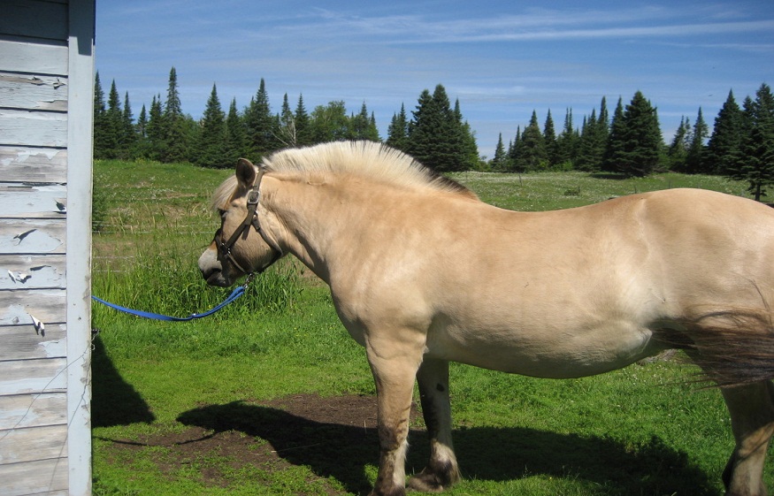 3 Tips for Preparing Your Property for a Horse