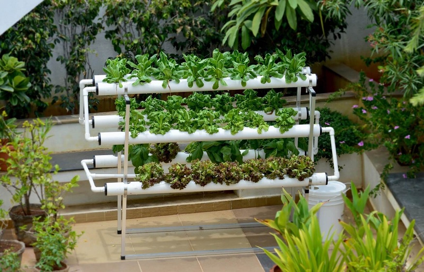 Hydroponics In India