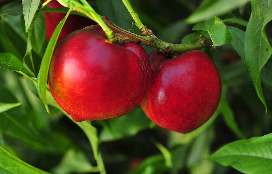 Buy Fruit Trees