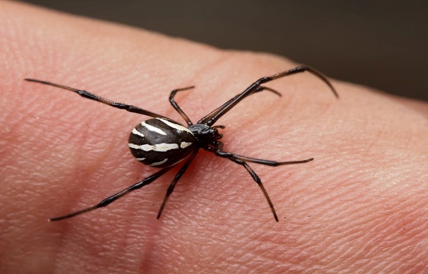 Spiders in Adelaide